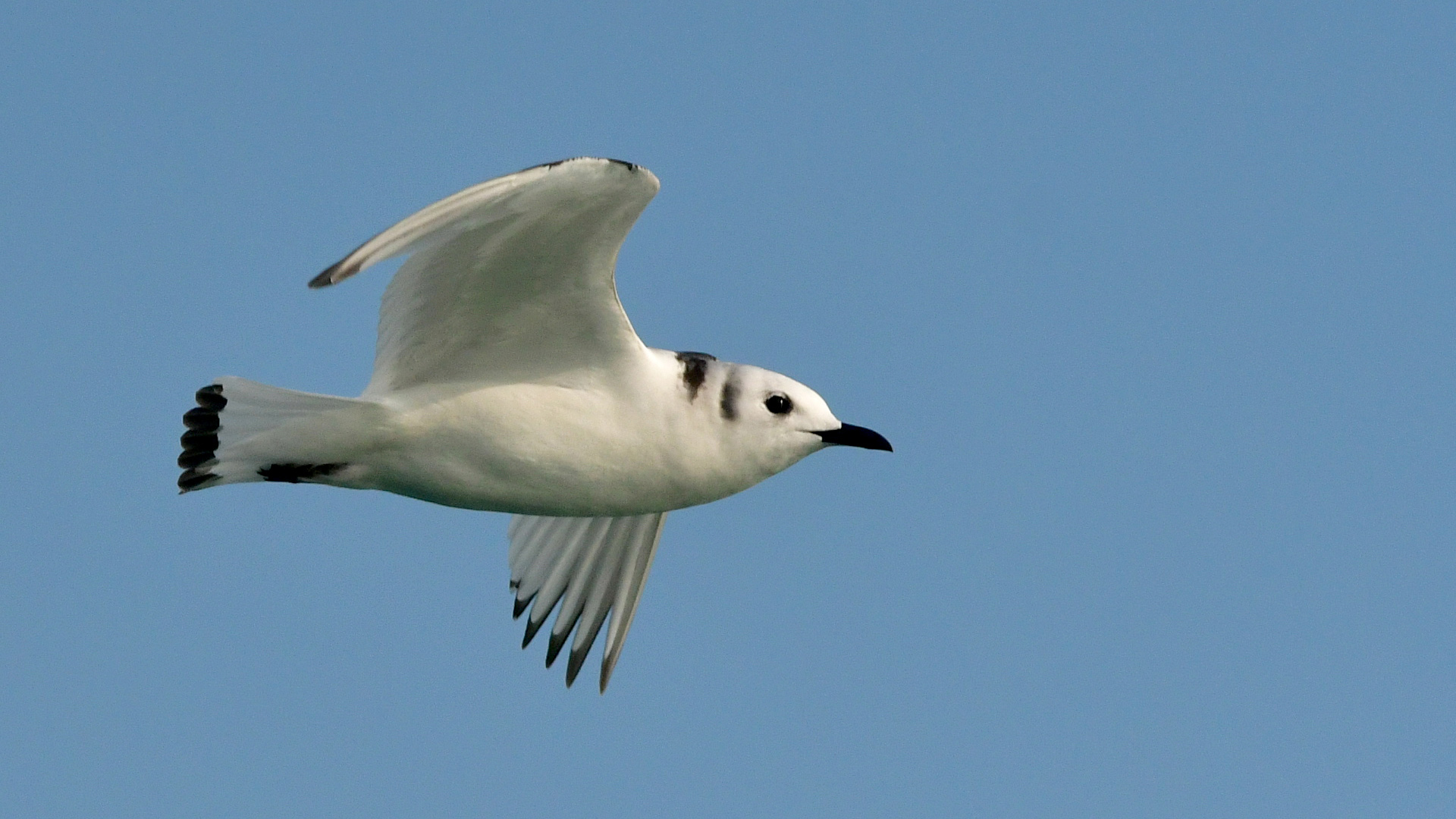 Black-legged Kittiwake